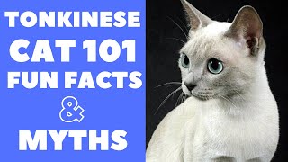 Tonkinese Cats 101 : Fun Facts & Myths