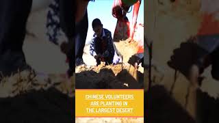 Big Results Of China Reforesting The Gobi Desert | Many Participated #shorts