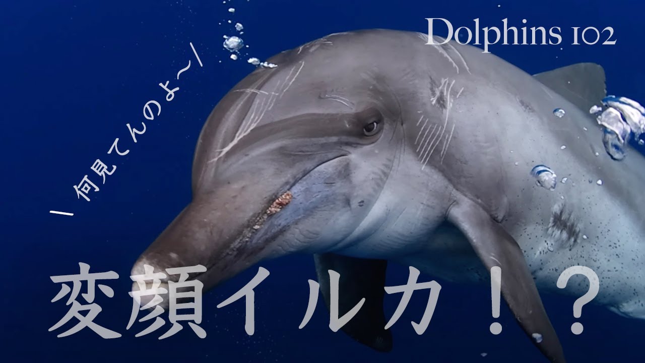 イルカの鳴き声 音 ホイッスル クリックス バーストパルス 御蔵島 バハマドルフィンスイム Youtube