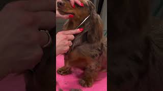 🙏Try not to fall in LOVE with this Long Haired #dachshund