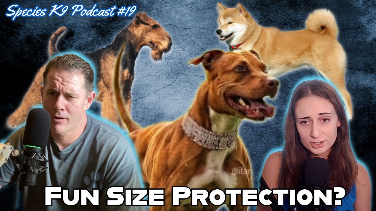 Могут ли более мелкие породы обеспечить защиту? Варианты до 60 фунтов.