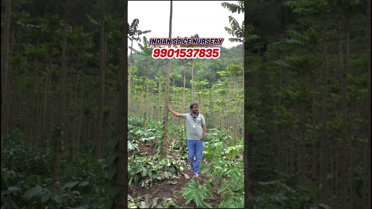 Introduce About Payyani Tree