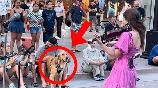 The MOST Adorable Golden Retriever ENJOYED my VIOLIN| Avelina Kushnir cover- Levitating