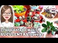 TRASPLANTES DE MUCHAS SUCULENTAS -parte 2 🌿💚