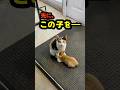 母は、自分より先に—— #感動 #母の愛 #動物の絆