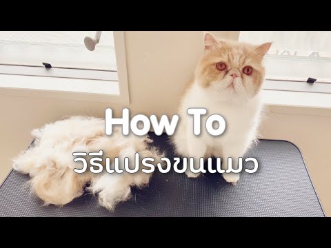 วีดีโอ: วิธีการแปรงขนแมว