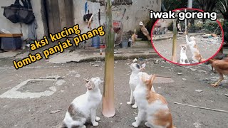 AKSI KUCING LOMBA PANJAT PINANG