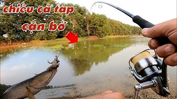 Câu Lure Cá Lóc ✅ Buổi Chiều Câu Cá Lóc Theo Đám Cỏ Khúc Ao Cạn / Mồi Nhái Thật | Tâm Râu Vlog #297