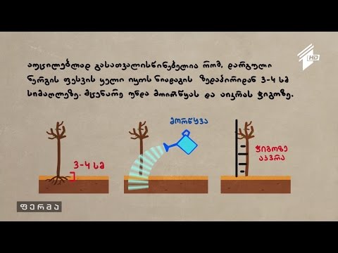 ვიდეო: მანდარინის სარგებელი და ზიანი - რამდენად სასარგებლოა ეს ხილი?