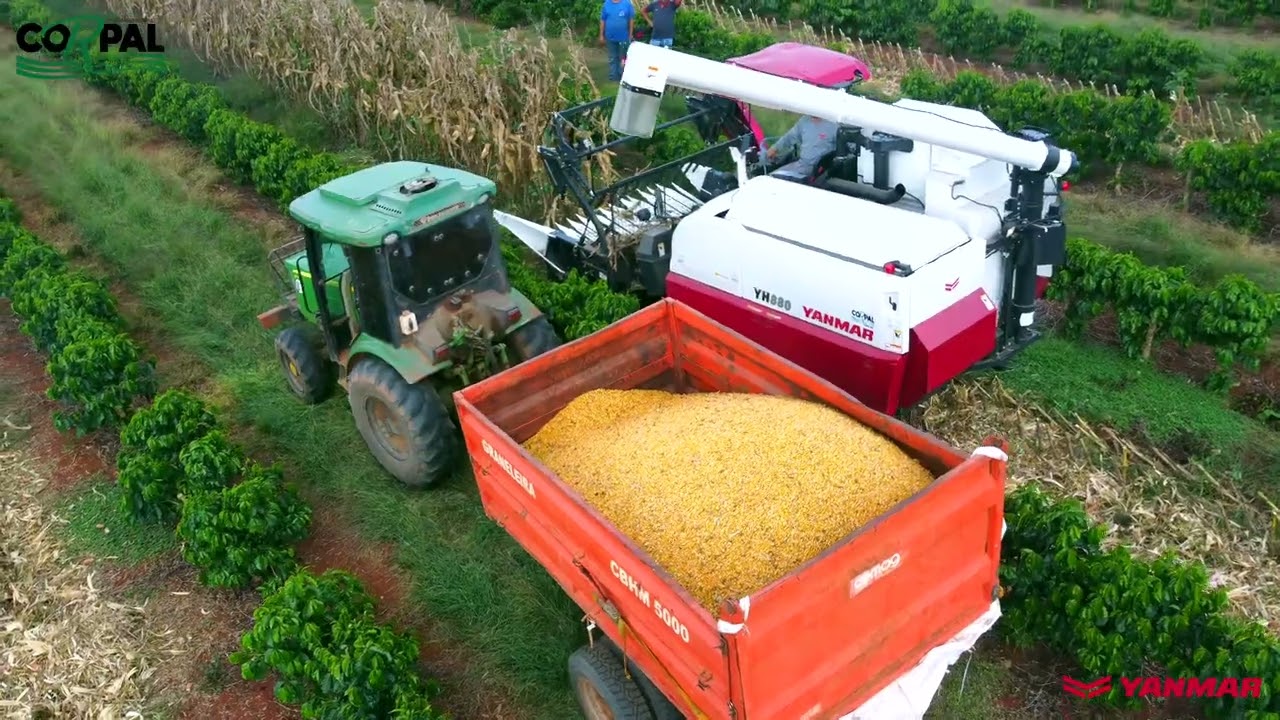 Mini Colhedeira Yanmar YH 880 colhendo milho no meio do café?
