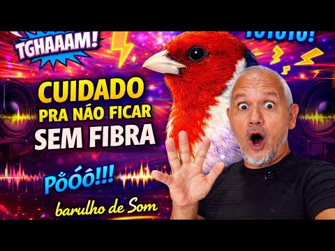 Galo de campina só canta com SOM LIGADO 