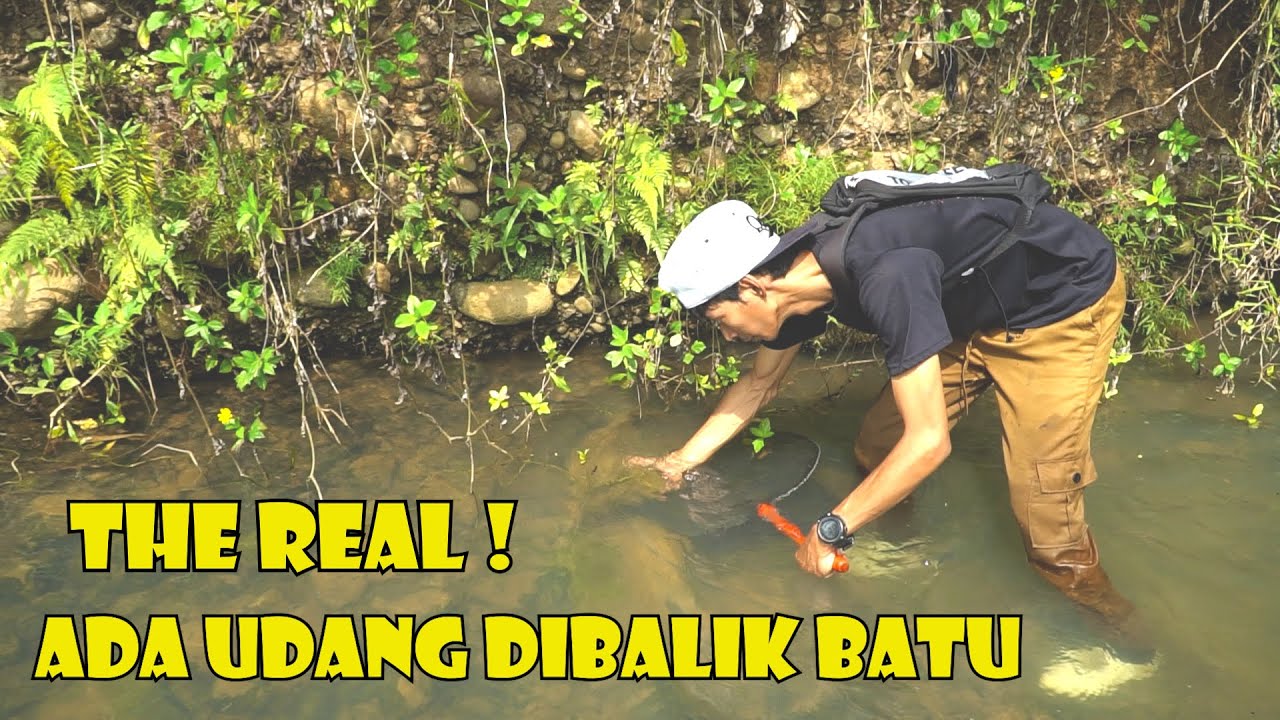 Berburu Ke Sungai Untuk Mencari Udang Yang Bersarang Dibawah Batu || Auto Panen Banyak