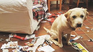 Funny Guilty Dogs Compilation!