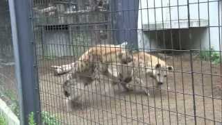 興奮しているブチハイエナを見ていたユキヒョウ~Spotted Hyena & Snow Leopard