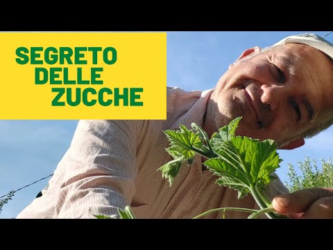 il  SEGRETO per avere un&rsquo;ottima Produzione di ZUCCHINE TROMBETTA