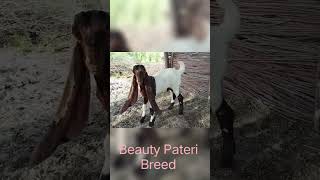 Cute Pateri goat kid stealing hearts ❤️”“Little Pateri baby full of energy 🐾✨