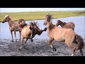 Rachel Carson Wild Horses Fighting