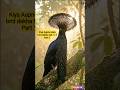 Sir Par Chhata Wala Rahasyamayi Bird! 😱🐦 | part 1 | #Umbrellabird #Birds #Wildlife #shorts