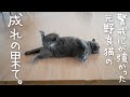 あまりの暑さに警戒心を忘れてしまった元野良猫。