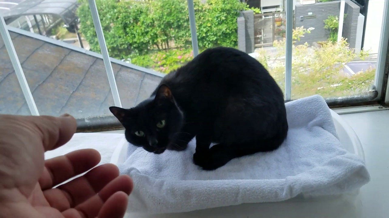 黒猫 突然死 人狼 合計 31歳 の長寿猫が微妙な距離でお出迎え