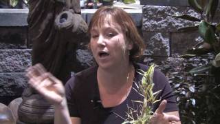 Garden & Plant Care : How to Trim Bamboo Plants