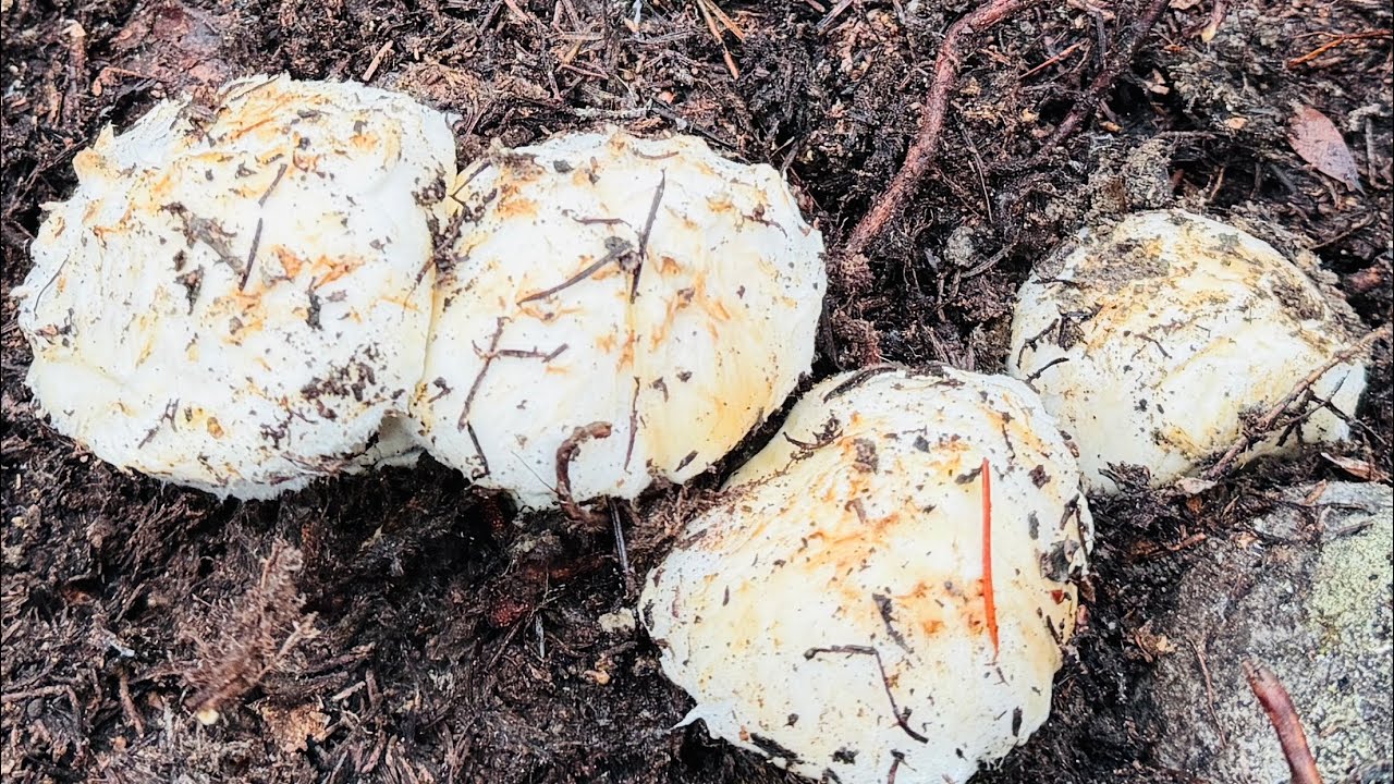 Cuối Mùa Nấm Tùng Nhung Dù Mọc Trắng Cả Đồi Thông Ko Ai Hái 🇨🇦2248》 Matsutake | Pine Mushrooms
