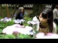 HR・まゆるんの「思い出さんぽ」~あじさい編 vol.2~(QBC)
