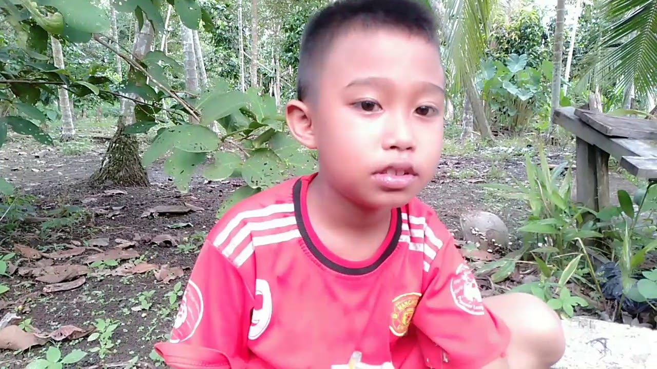 Cara menanam pohon pinang yang sangat mudah 