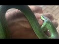 Acidente com Cobra Cipó Philodryas olfersii | Biólogo Henrique o Biólogo das Cobras