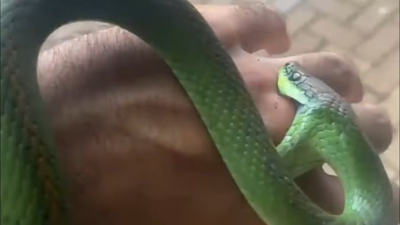 Acidente com Cobra Cipó Philodryas olfersii | Biólogo Henrique o Biólogo das Cobras