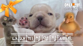 Compilation of the World’s Cutest Puppies, Ducklings, and Meerkats