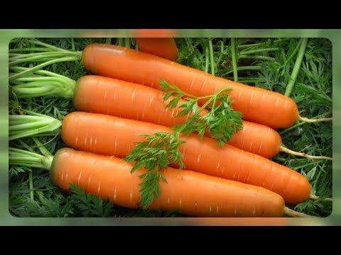Секреты моркови, как вырастить крупные корнеплоды