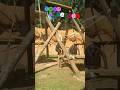 @zoosaopaulooficial #chimpanzee #brasil #zoo #shorts