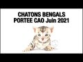 Votre chaton bengal de la porte de cao juin 2021 par bengal laurentides