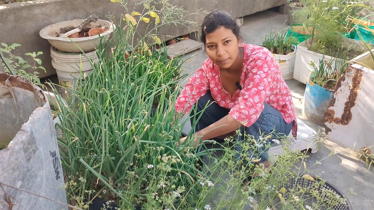 मेरे गार्डन के हरि प्याज का हार्वेस्टिंग 🌱🌾💚👍🙏#shortvideo #dance #terracegardenindia #love #dance 