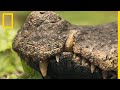 L'impénétrable cuirasse du crocodile nain