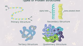 Protein Primary and Secondary structure