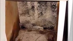 Mold damage claims. Mold removal Ft Lauderdale, Broward. South Florida