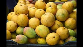 बिना केमिकल घरमै आप पकाउने तरिका | दुई दिनमै हुनेछ गुलियो | Ripening of mango without using CHEMICAL