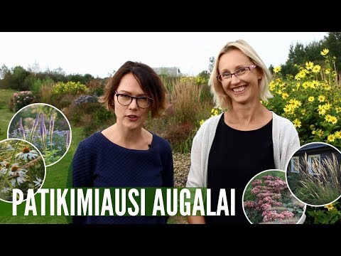 Video: 5 žydintys Daugiamečiai Augalai Rugpjūčio Mėnesiui - šviesiausia Sezono Pabaiga. Vardai, Aprašymai, Nuotraukos