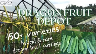 DRAGON FRUIT DEPOT/ DRAGON FRUIT CUTTINGS / HYBRID & RARE