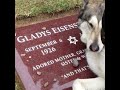 Dog crying at owners grave 😭 #shorts