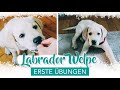 Erstes Training mit Labrador Welpe | Deckentraining | Beißhemmung | Ruhe üben | WELPENERZIEHUNG