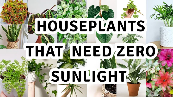 17 houseplant that can survive darkest corner of your house / The Best Low Light Houseplants - DayDayNews