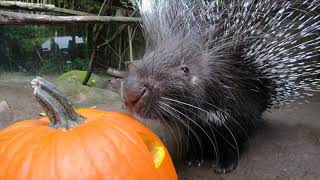 Cute Animals Play With Pumpkins