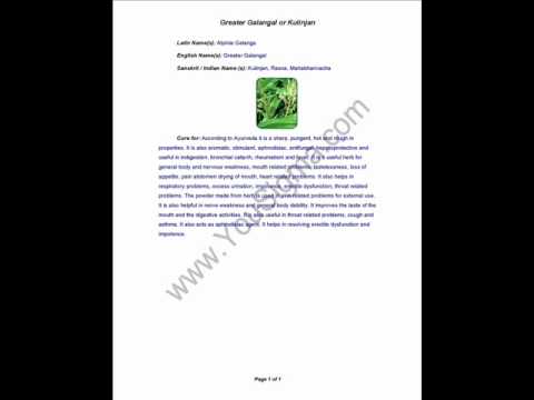 Greater Galangal Or Kulinjan Herb Therapy 