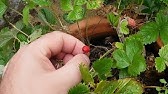 Growing Alpine Strawberries - 10. Renovation