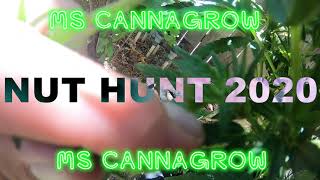 Dealing with Hermaphrodite Cannabis 2020