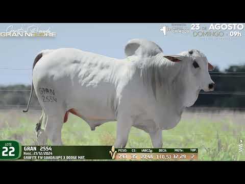 LOTE 22