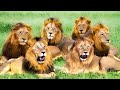 These 6 Lions Killed 40% of All Lions in Africa